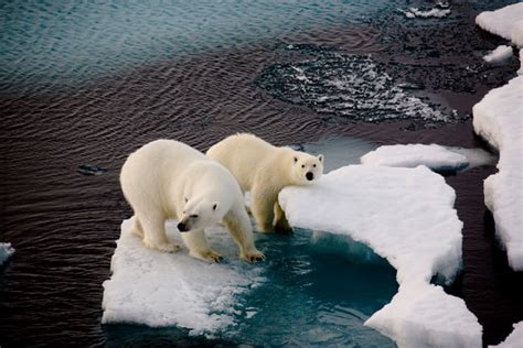 kutup ayıları kuzey kutbunda mı yaşar